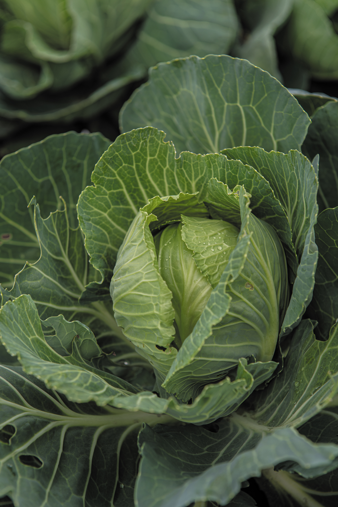 Black Farmers Feed Their Neighbors and Connect With Their Ancestors